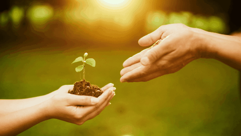 Mãos protegem uma pequena muda de planta com terra.