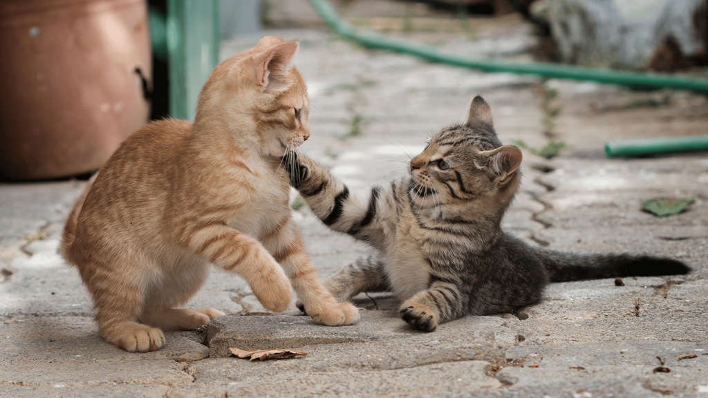 Dois gatos brincando, um tocando a pata no rosto do outro.