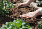 Pessoa plantando uma muda e manuseando a terra com as mãos.