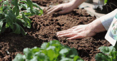 Pessoa plantando uma muda e manuseando a terra com as mãos.
