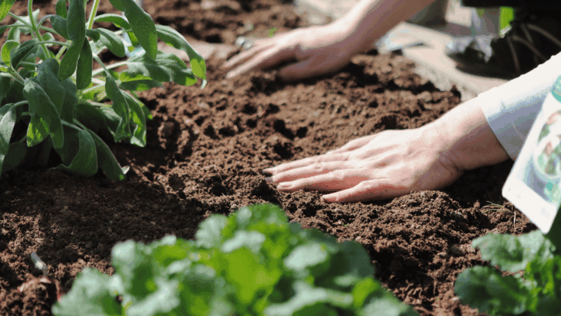 Pessoa plantando uma muda e manuseando a terra com as mãos.
