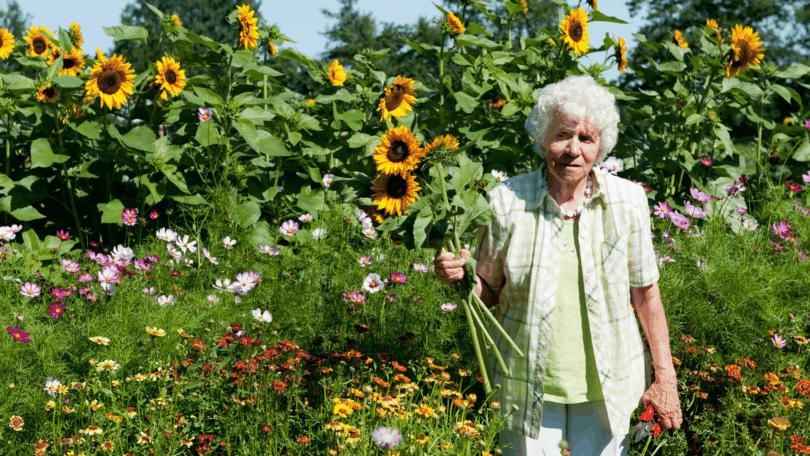 Mulher idosa em um jardim florido, segurando girassóis e uma tesoura de poda.