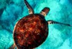 Imagem de uma tartaruga nadando em um mar azul, lindo e calmo.