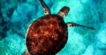 Imagem de uma tartaruga nadando em um mar azul, lindo e calmo.