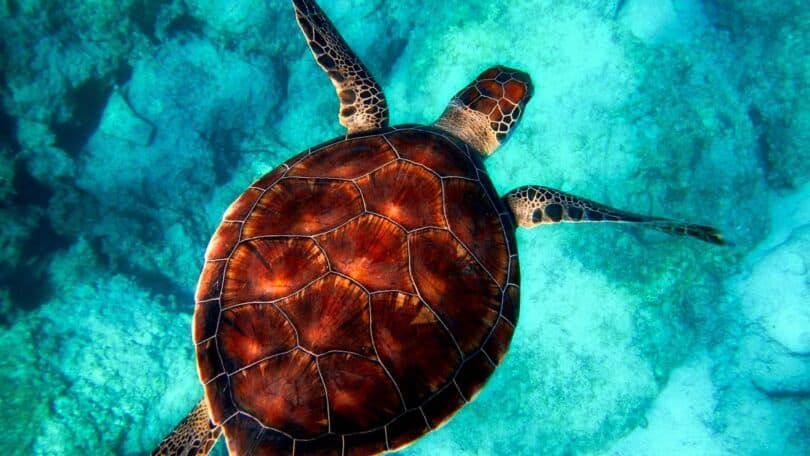 Imagem de uma tartaruga nadando em um mar azul, lindo e calmo.